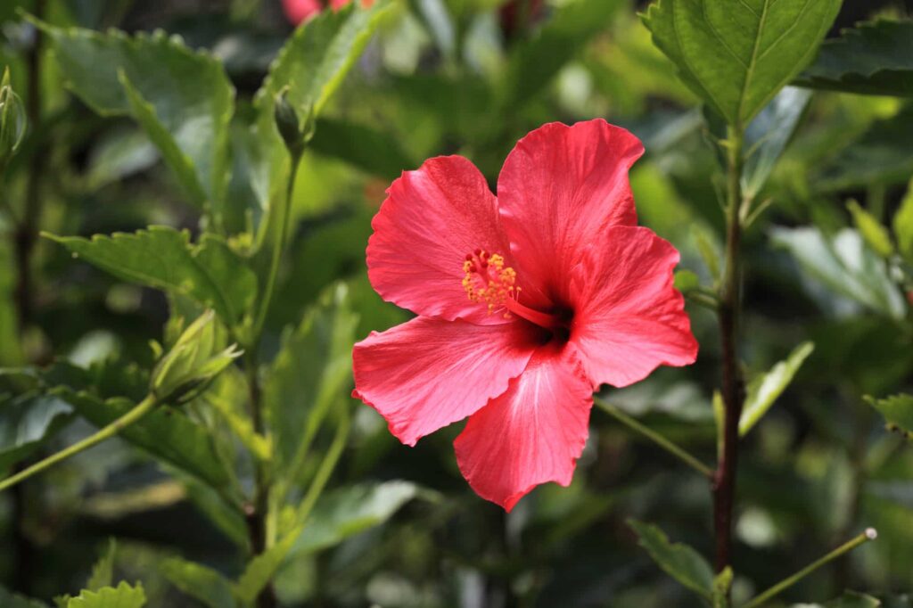 hibiskus