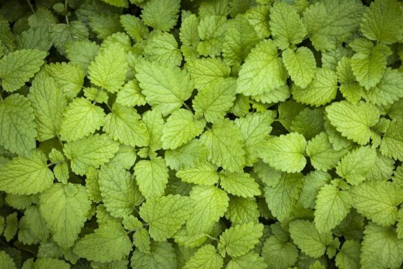 Limon Melisa Çiçeği ve Limon Mine Çiçeği – Nasıl Karşılaştırılır?