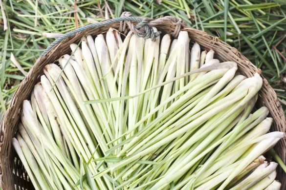 Limon Mine Çiçeği ve Limon Otu – Nasıl Karşılaştırılır?