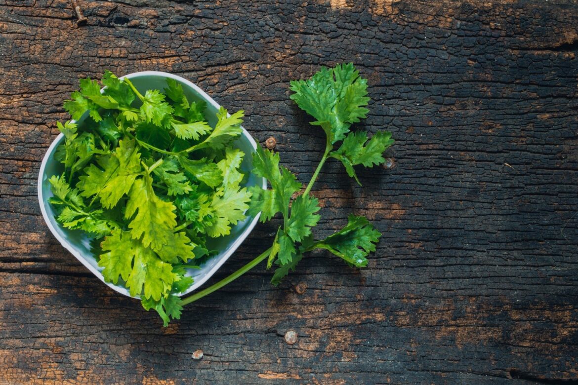 How to dry cilantro
