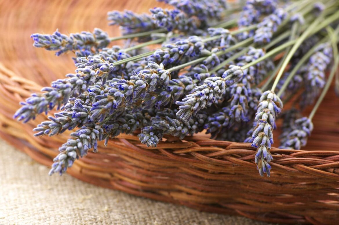 How to dry lavender