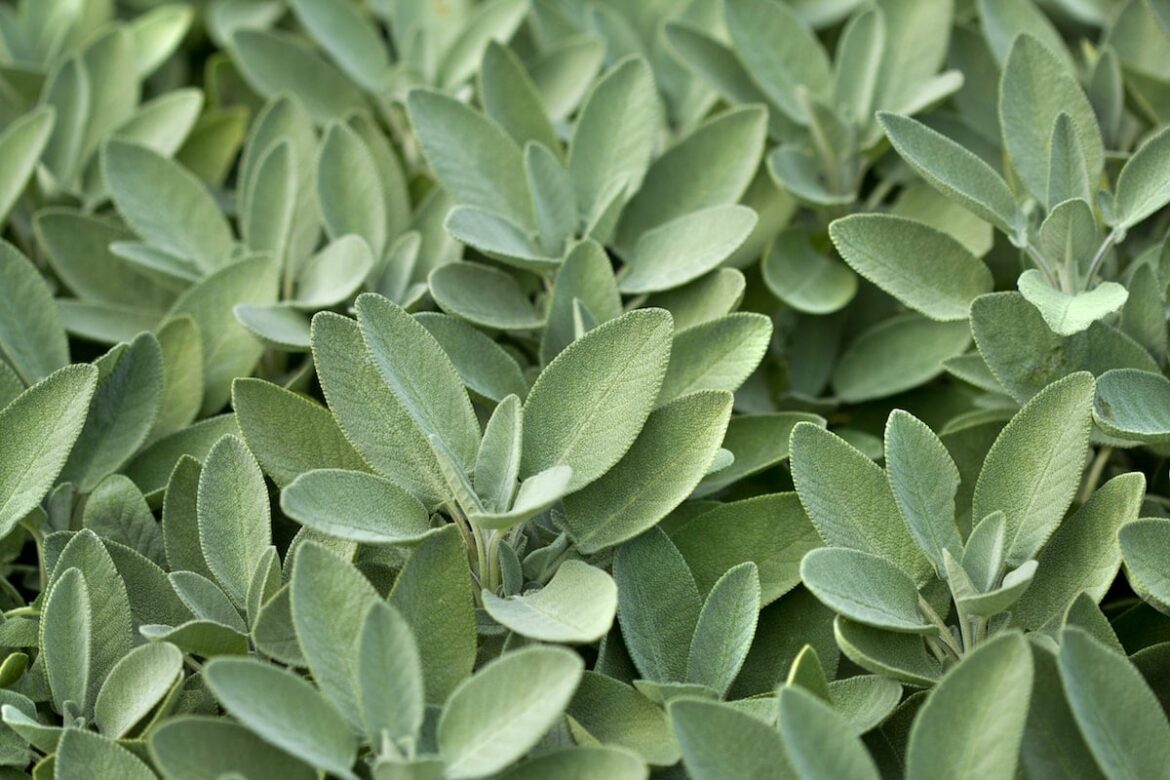 how to store sage