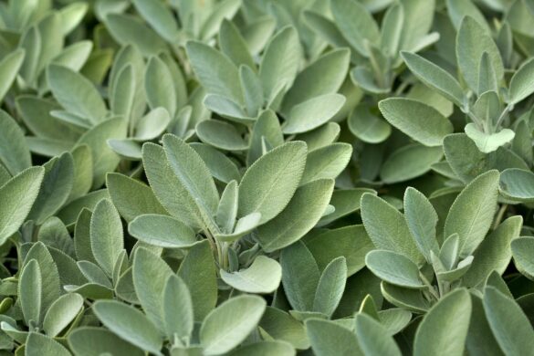 how to store sage