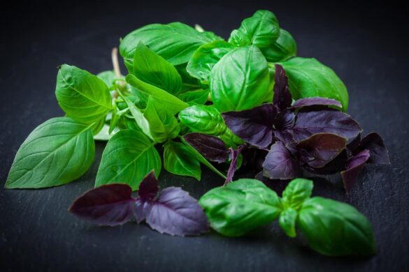 how to store basil