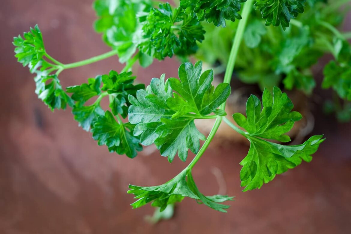 how to store parsley