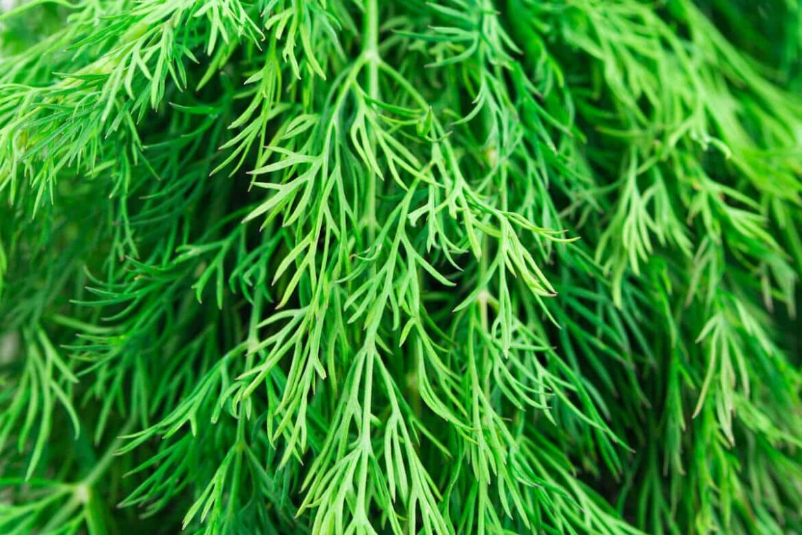 Dill Substitute