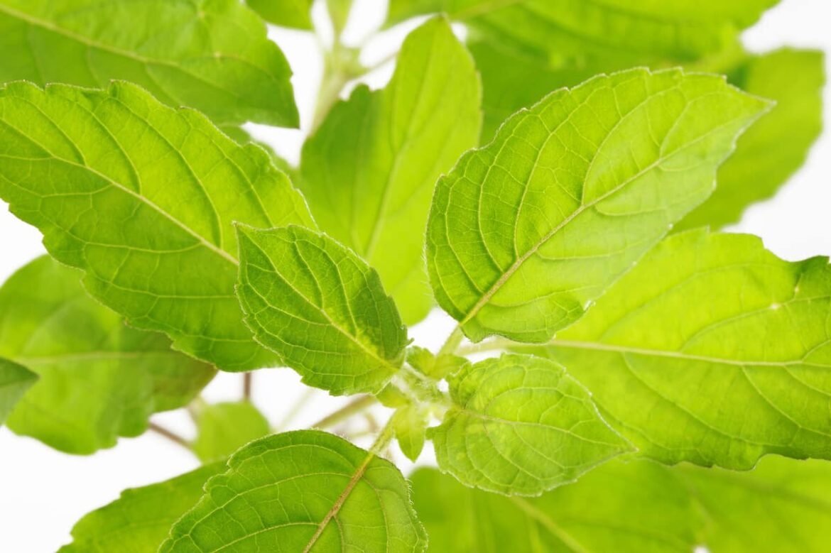 Holy basil substitute