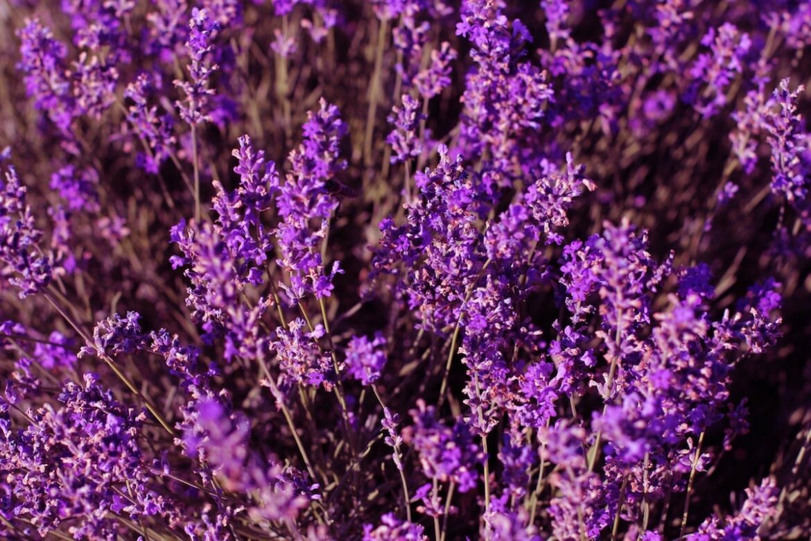 İyi Bir Lavanta İkamesi Nedir? Lavender