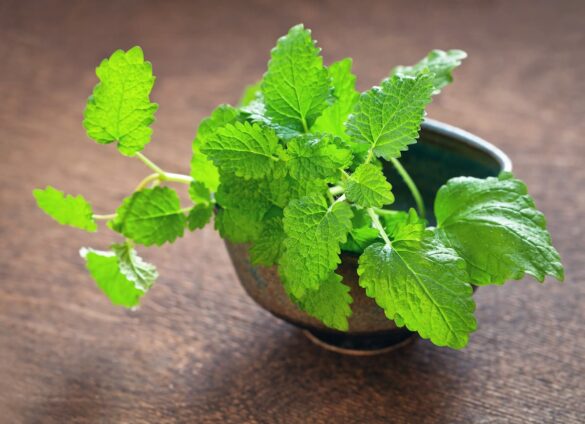 lemon balm substitute