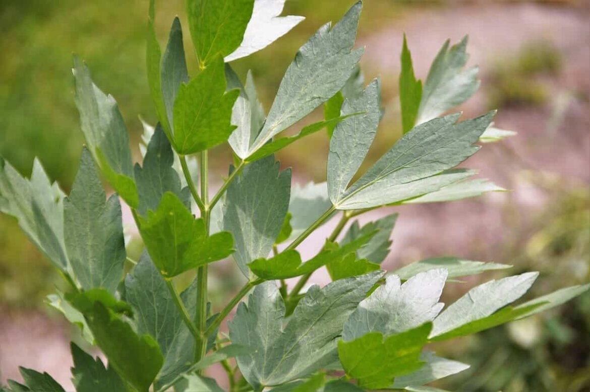 İyi Bir Lovage İkamesi Nedir? Lovage Substitute