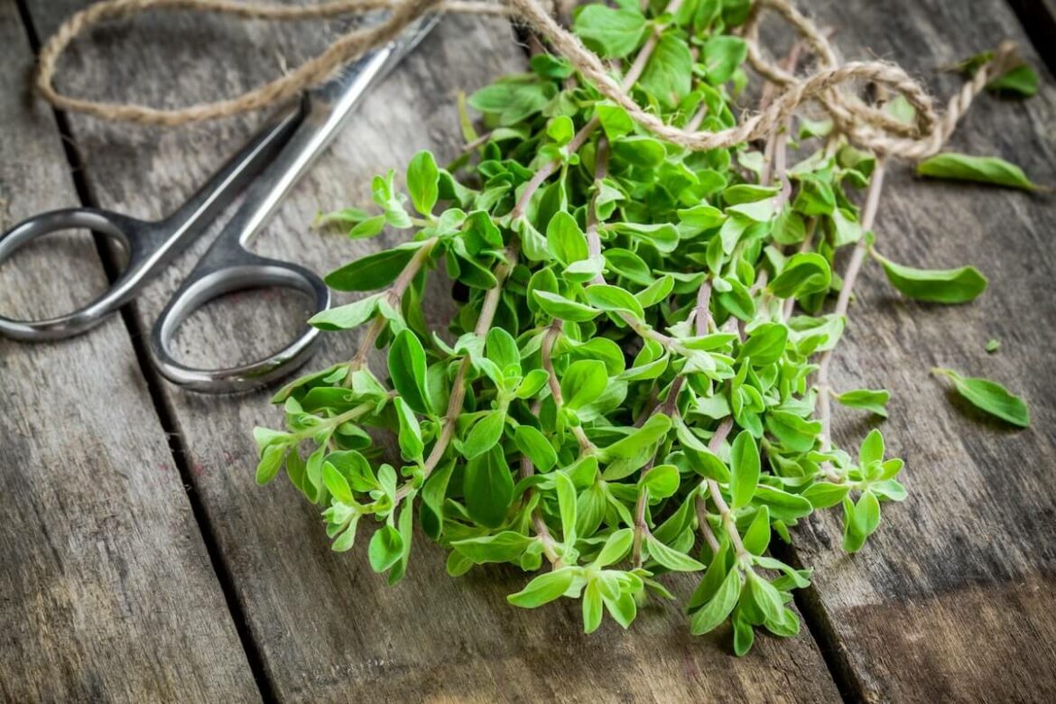 İyi Bir Mercanköşk Yerine Geçen Nedir? Marjoram Substitute