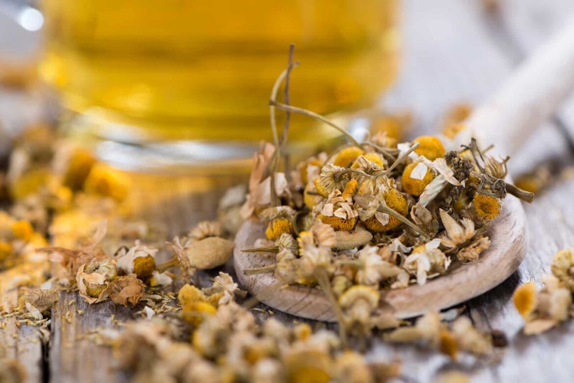 Chamomile substitute