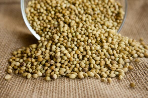 Coriander vs Cumin