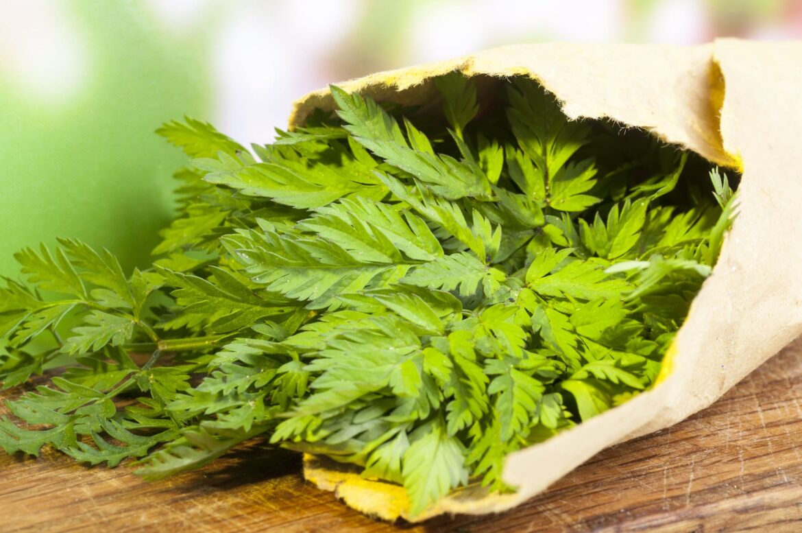 Chervil Uses