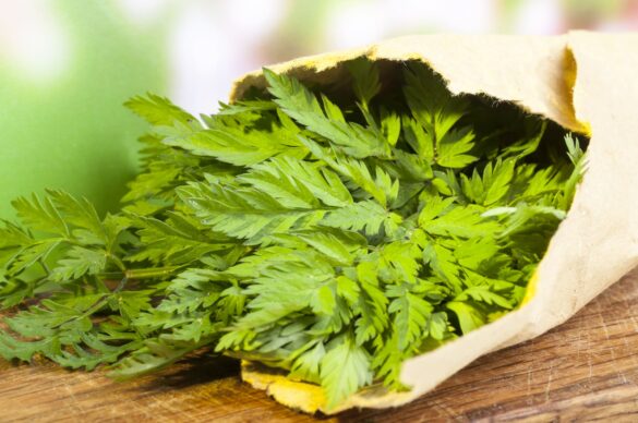 Chervil Uses