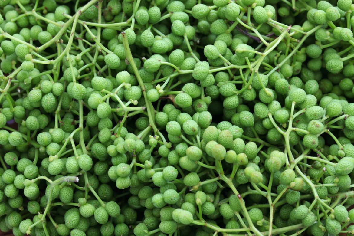 İyi bir Sansho Biber İkamesi nedir? sansho pepper substitute