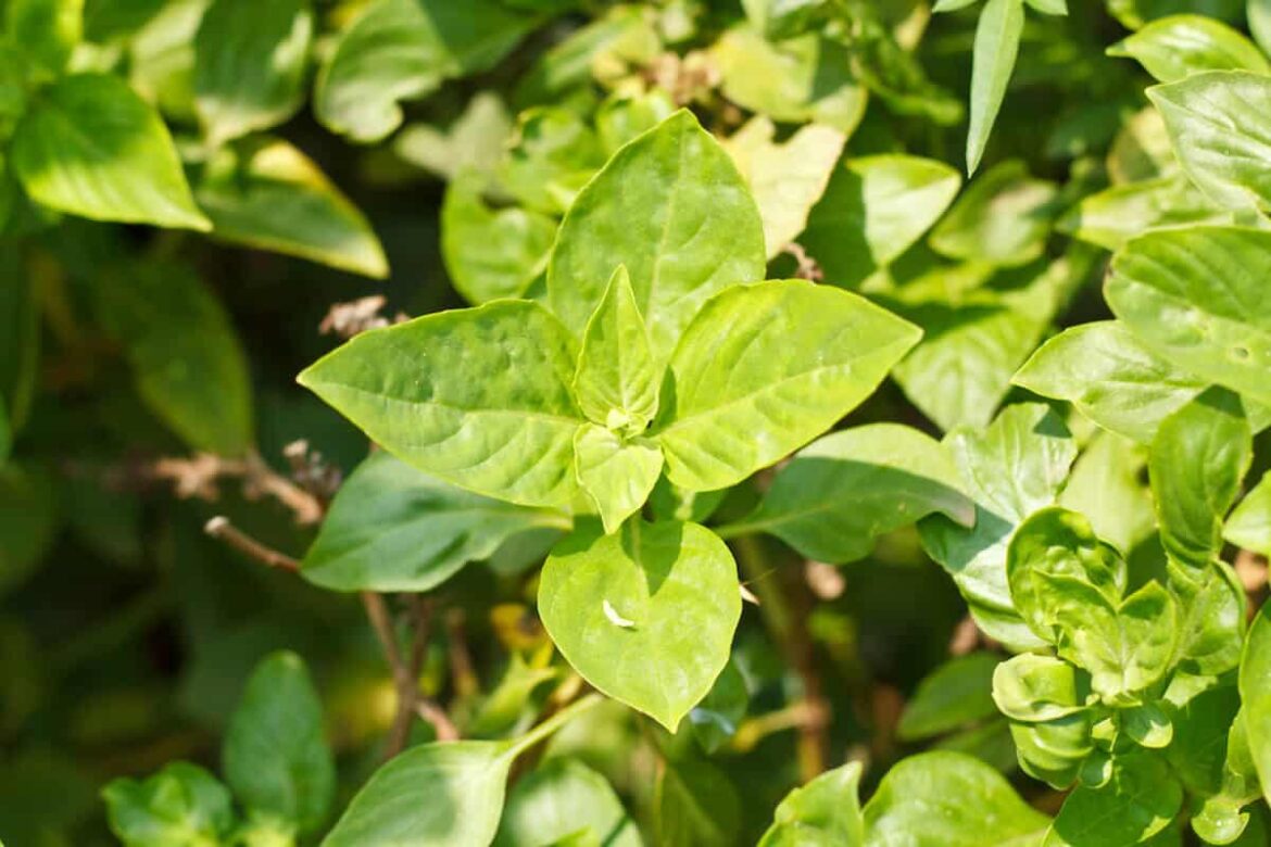 İyi bir Tayland fesleğen ikamesi nedir? Thai Basil Substitute