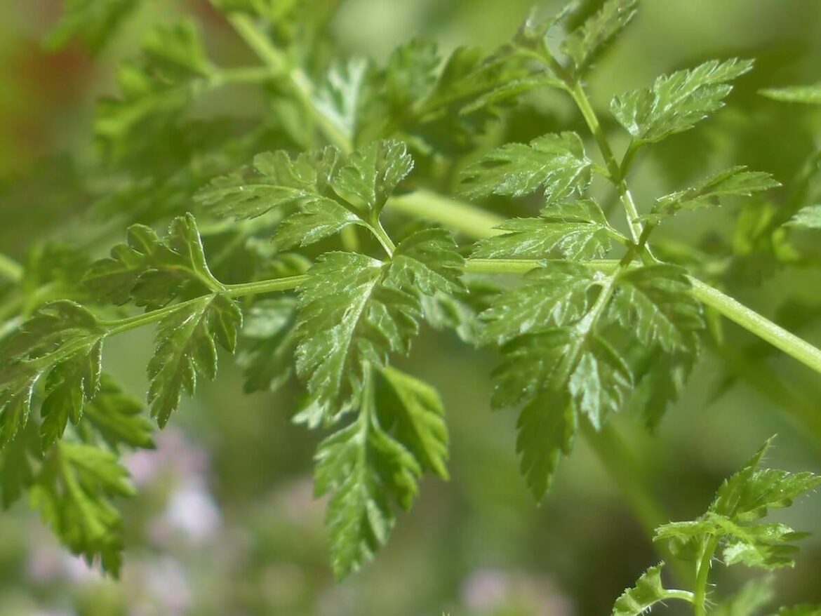 İyi bir chervil ikamesi nedir? Chervil Substitute