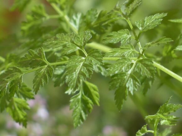 Chervil Substitute