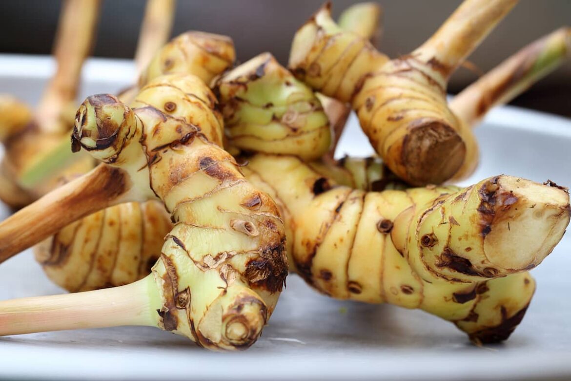 İyi bir galangal yedek nedir? Galangal substitute