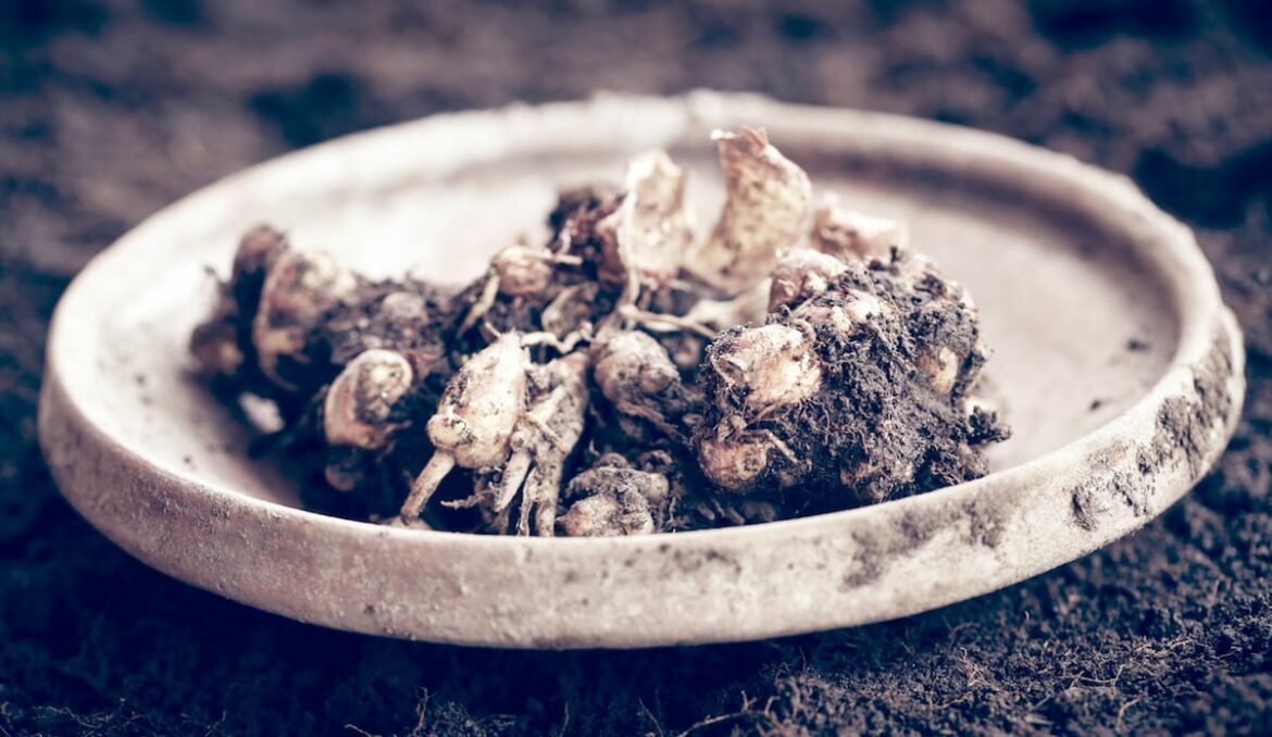 İyi bir kum zencefil yerine ne? sand ginger substitute