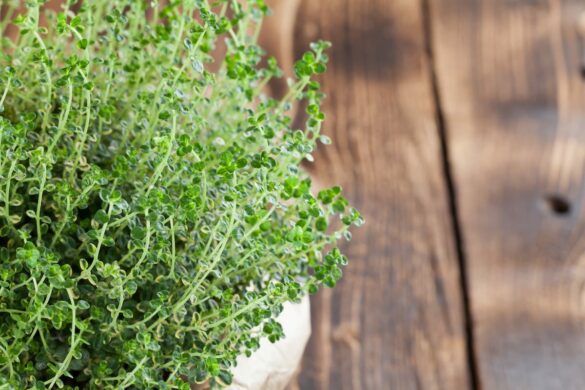 Lemon thyme substitute