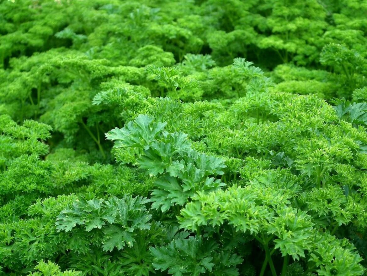 Parsley Substitute